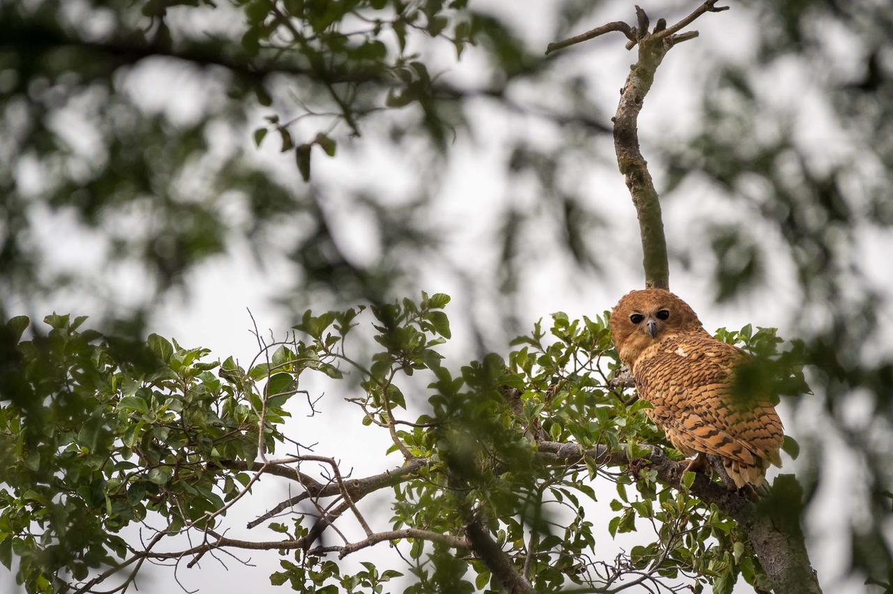 Willa Rukiya Safari Camp Hoedspruit Zewnętrze zdjęcie