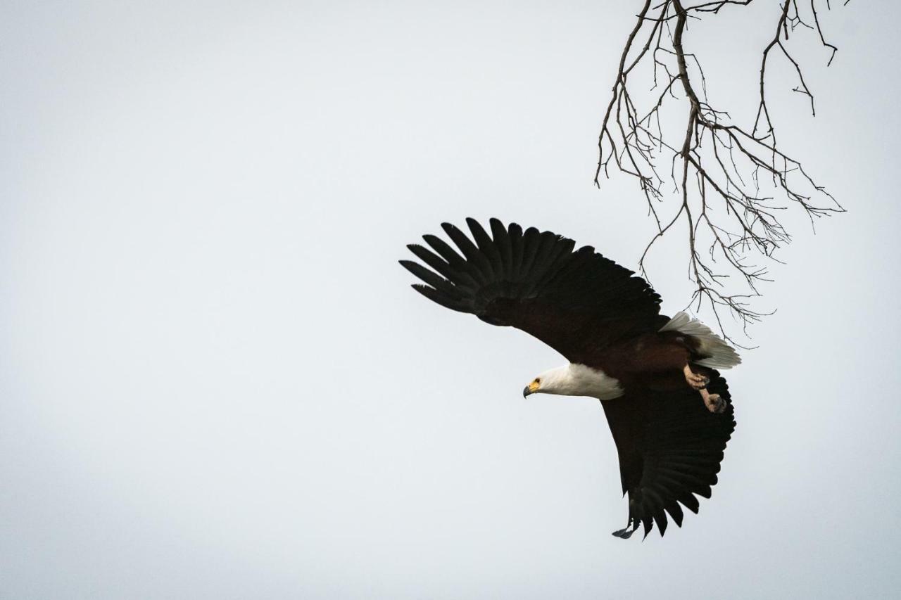 Willa Rukiya Safari Camp Hoedspruit Zewnętrze zdjęcie